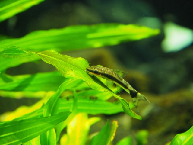 水草の葉に乗るオトシンクルスの仲間と緑色の水草群