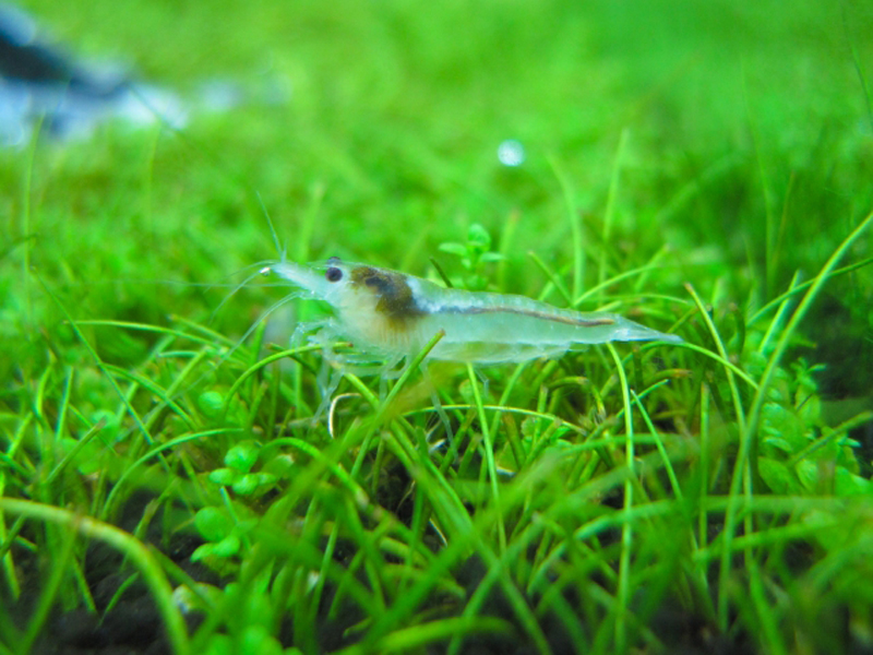 緑色の水草の上にいる透明なエビの仲間