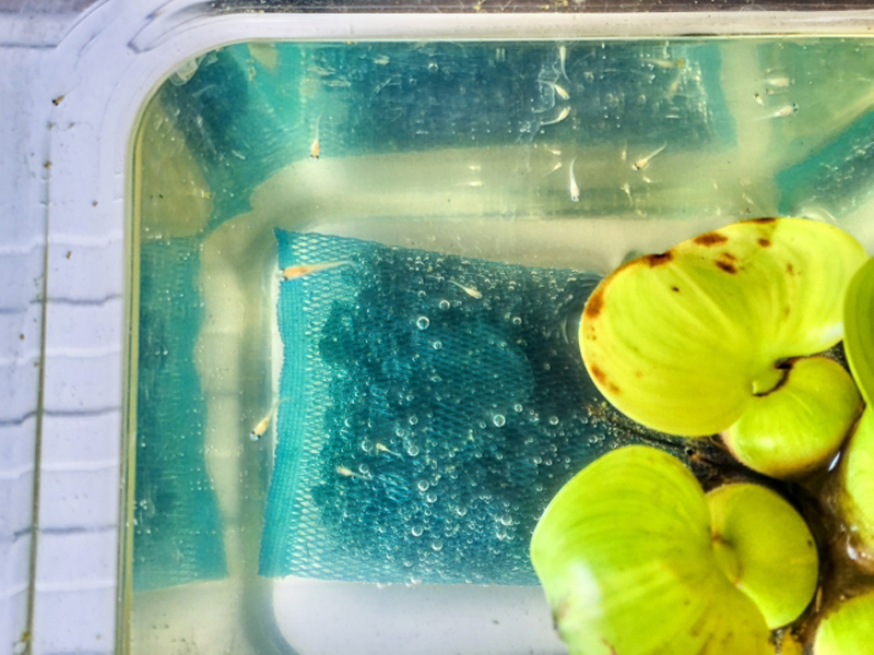 浮き草と青いネットの周りを泳ぐメダカの稚魚群