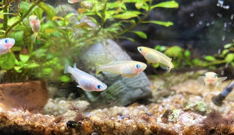 水草と砂利が敷かれた水槽内を泳ぐ数匹のメダカ