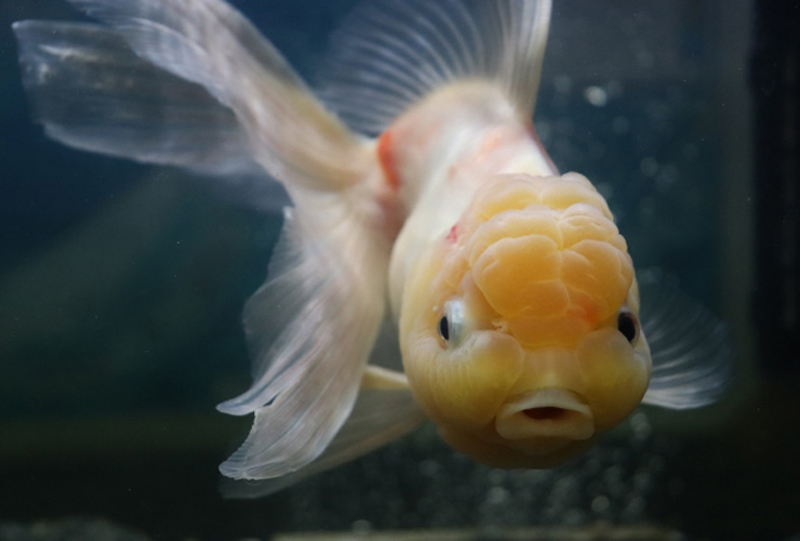 頭部に肉瘤がある白い金魚の正面写真