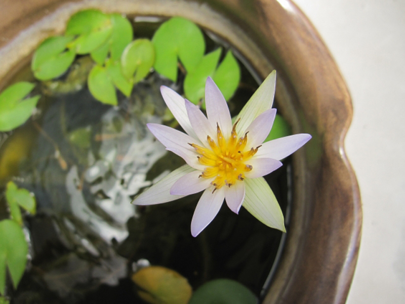 睡蓮鉢で開花した薄紫色の睡蓮の花と浮き草の葉