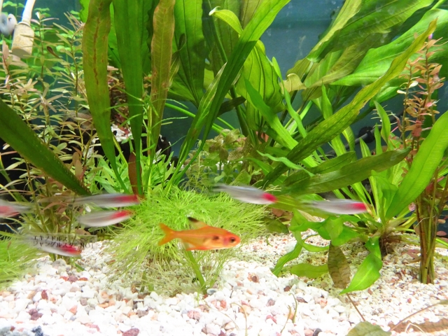 水草水槽を泳ぐ小型熱帯魚と白い底砂の風景
