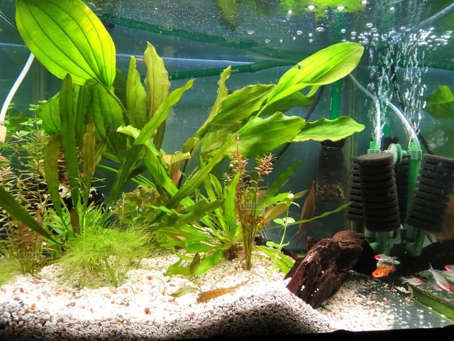 水草が茂る水槽内のスポンジフィルターと泳ぐ小型魚群