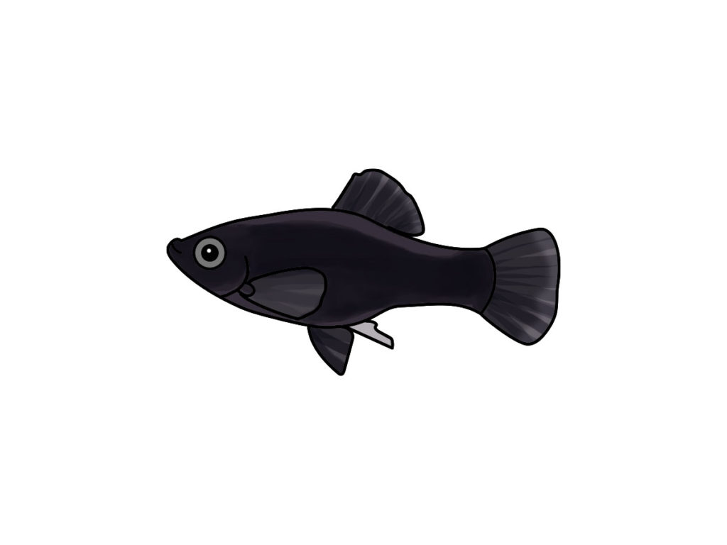 白背景に描かれた黒い熱帯魚のイラスト