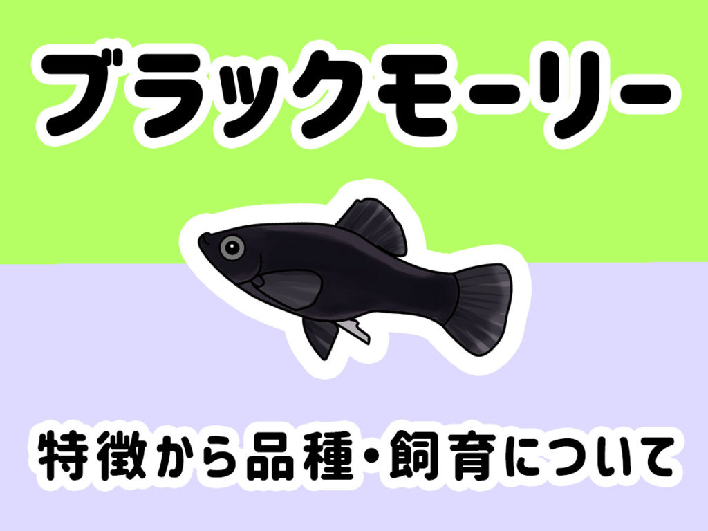 ブラックモーリーとは!特徴から品種、コケ取り、飼育についてまで解説のサムネイル画像