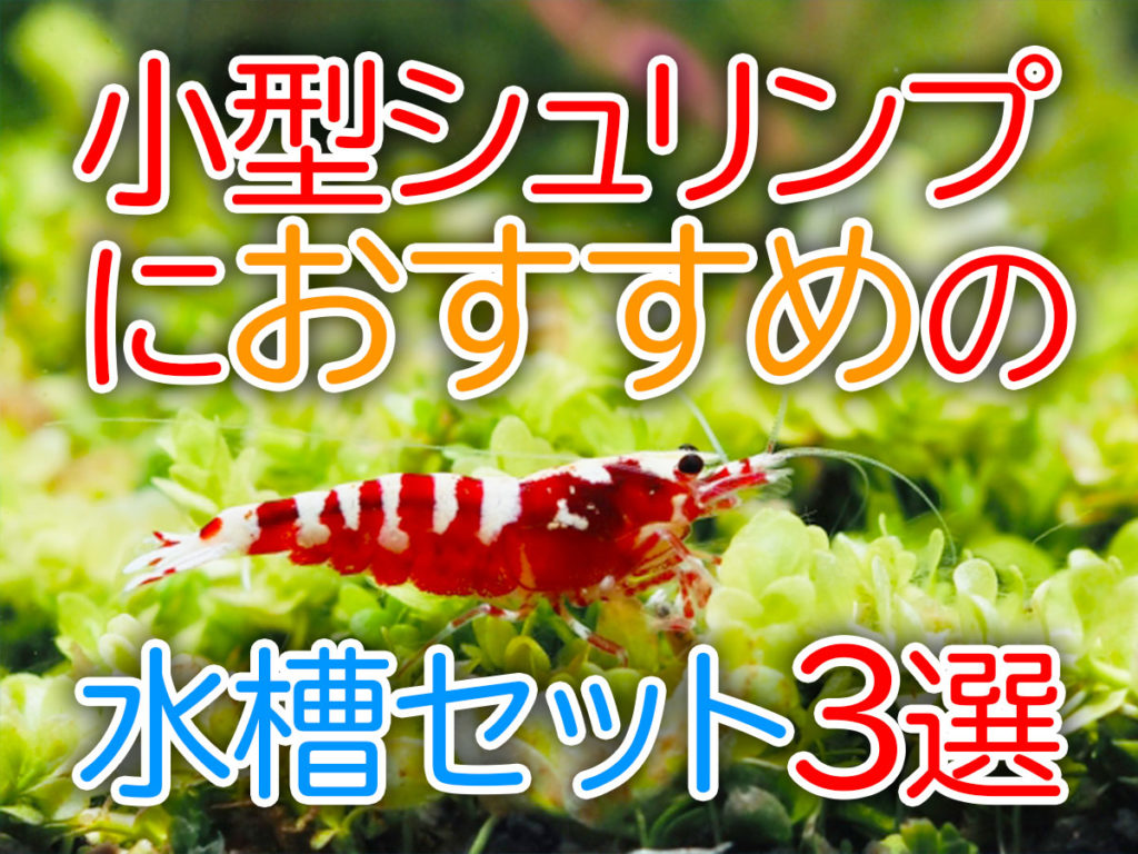 小型シュリンプにおすすめの水槽セット3選！飼育に必要なアイテムとは！のサムネイル画像