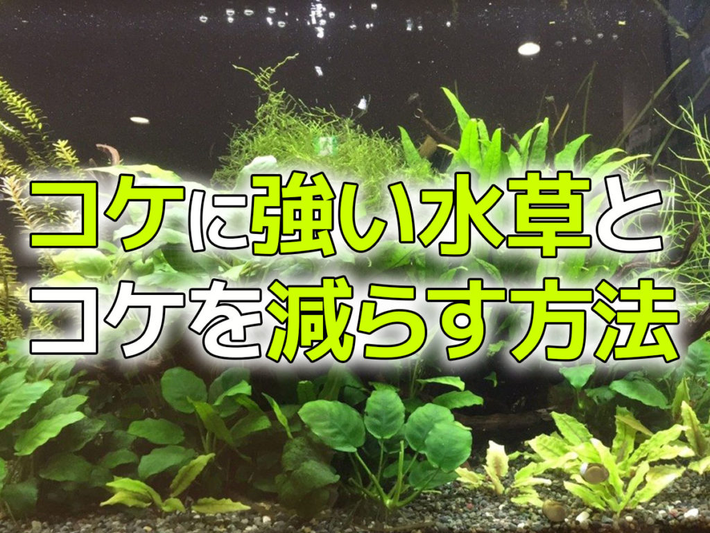 コケに強い水草とコケを減らす方法！きれいに維持しやすい種類を紹介のサムネイル画像