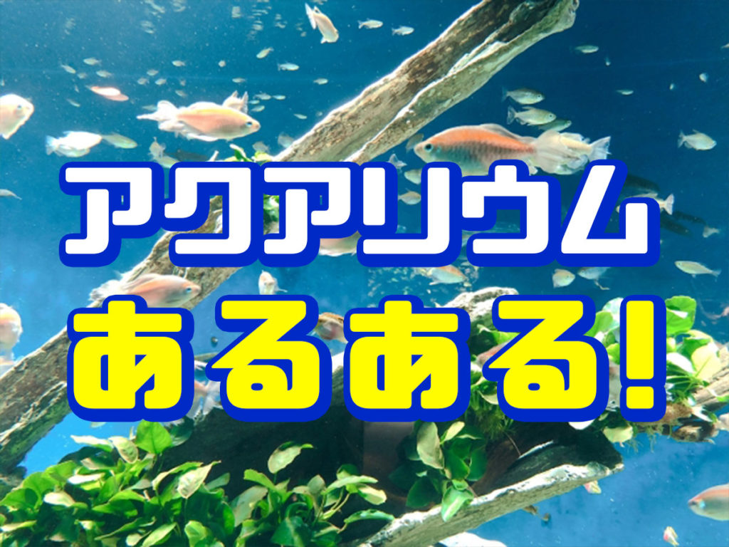 アクアリウム好きのあるある7個!アクアリウムは楽しい趣味です!のサムネイル画像