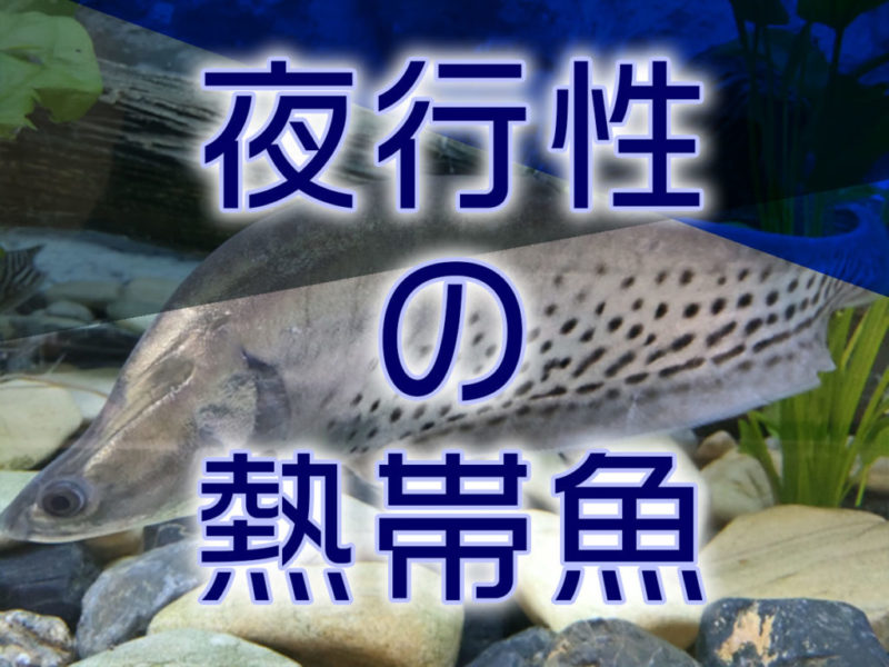 夜行性の熱帯魚の文字とスポットナイフフィッシュの画像