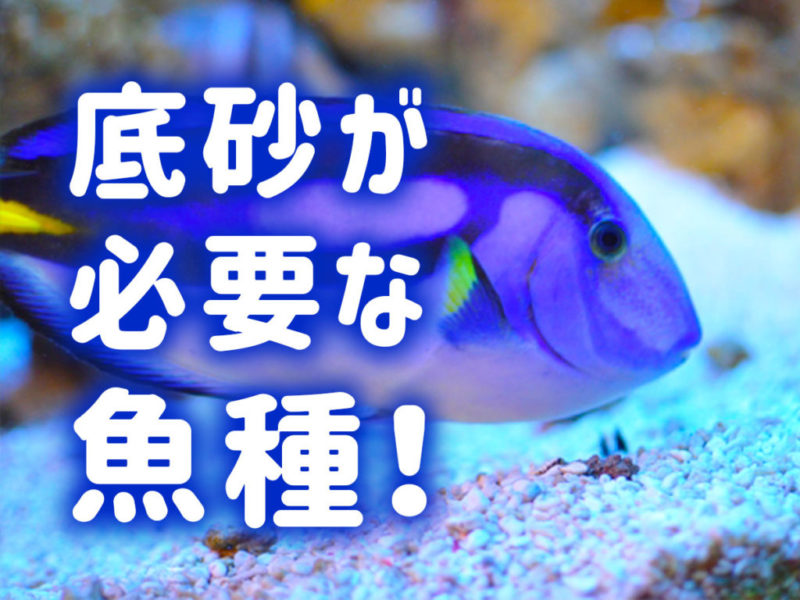 底砂が必要な魚種と書かれた文字と青い海水魚の見出し画像