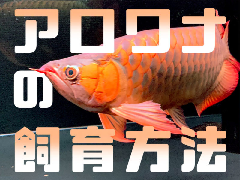 アロワナの飼育方法の文字と赤いアロワナの見出し画像