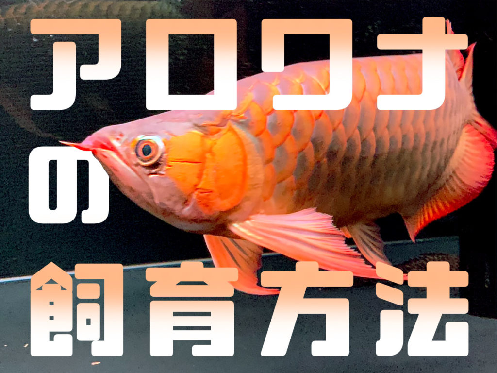 アロワナの飼育方法とは!費用や難易度、注意点も初心者向けに紹介!のサムネイル画像