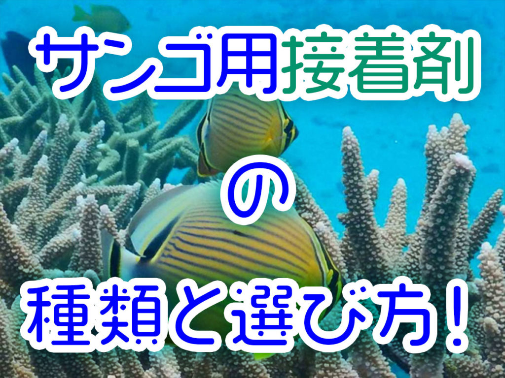 サンゴ用接着剤の種類と選び方を解説!サンゴを固定して管理しよう!のサムネイル画像
