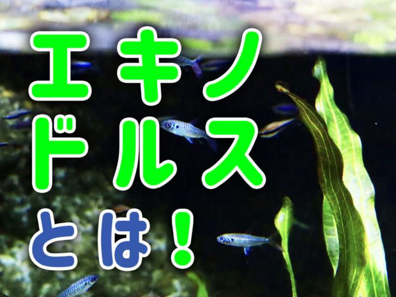 エキノドルスとは！の文字と水草や小型魚の見出し画像