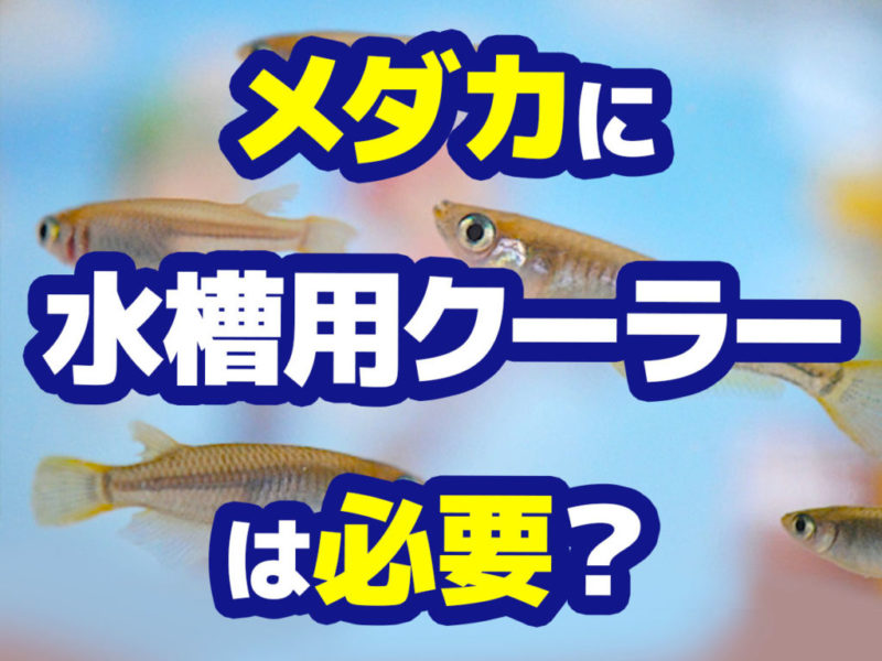 メダカに水槽用クーラーは必要？の文字と泳ぐメダカの画像