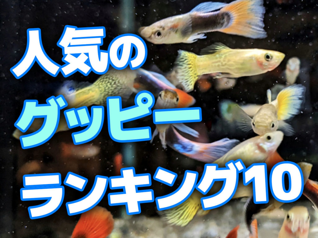 2024年春・人気のグッピーランキングベスト10!品種ごとに解説のサムネイル画像