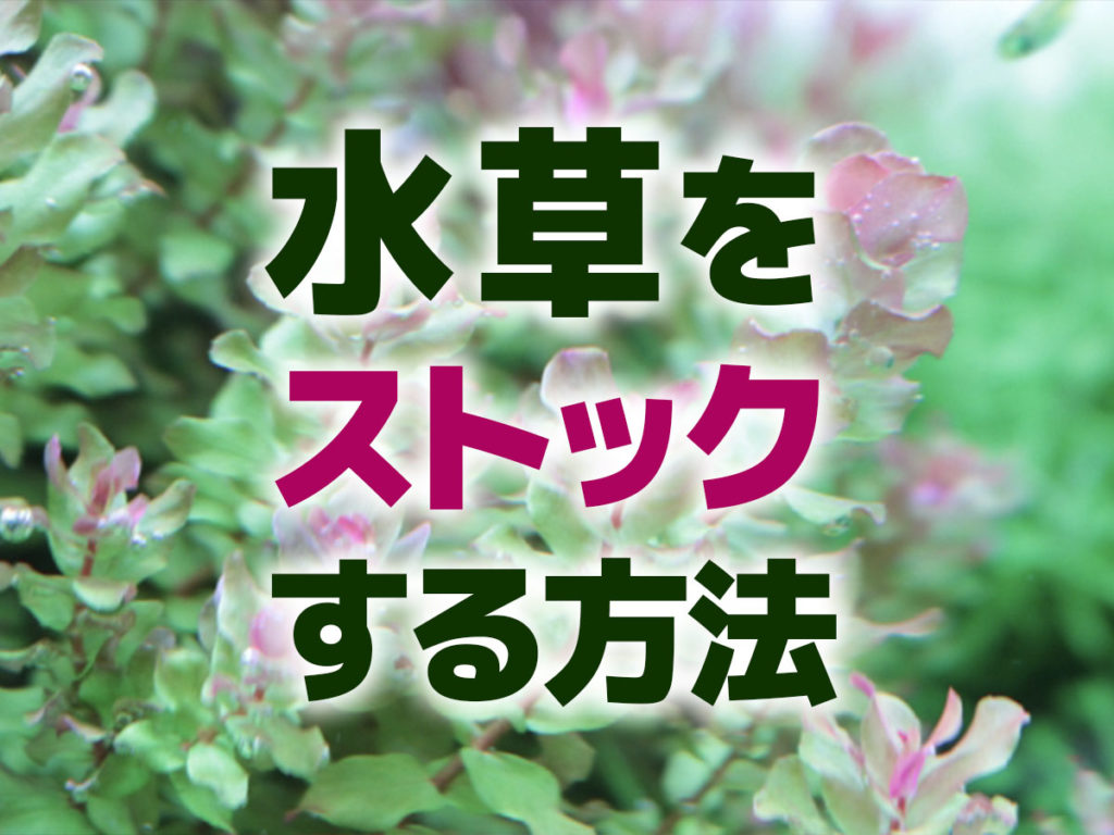 水草をストックする方法！植える前の水草を保存・管理する方法を紹介のサムネイル画像