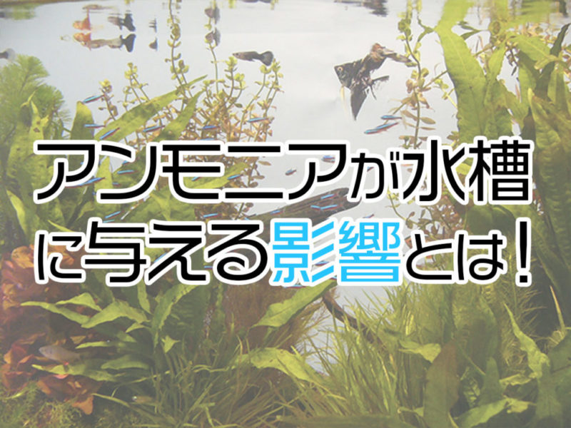 アンモニアが水槽に与える影響を解説する見出し画像