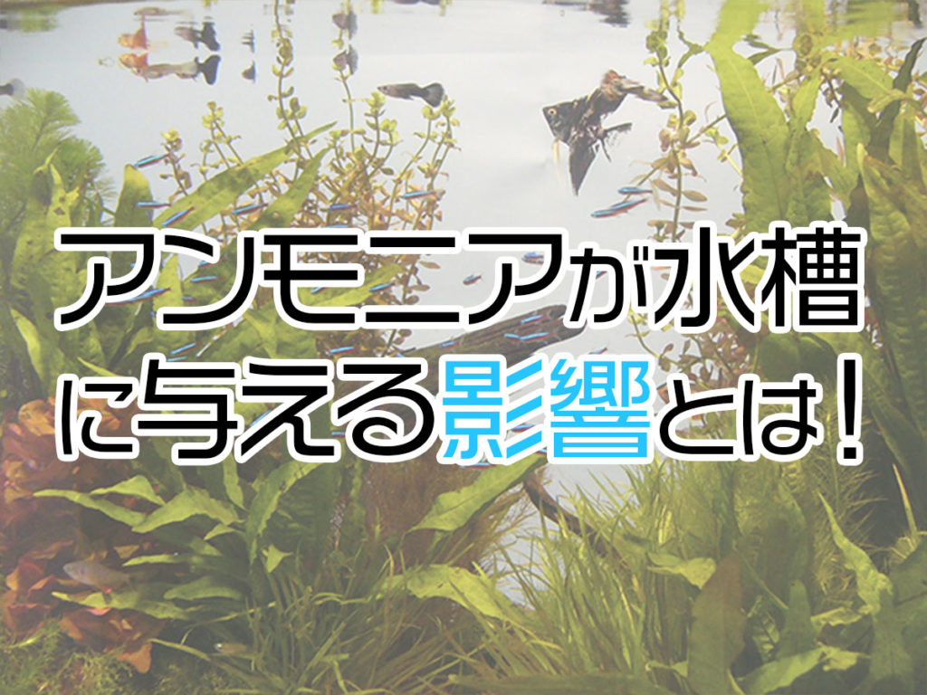 アンモニアが水槽に与える影響とは!アンモニアが下がらない場合の対策のサムネイル画像