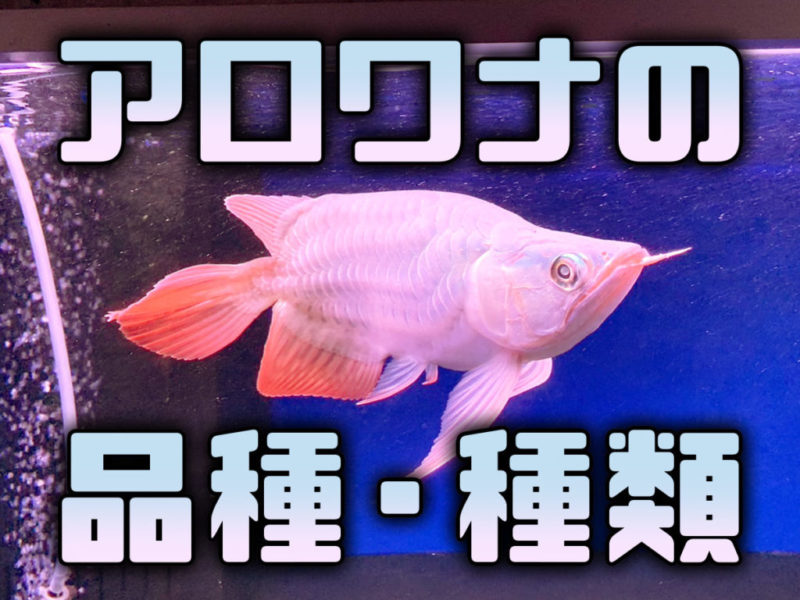 アロワナの品種・種類の文字と泳ぐアロワナの見出し画像