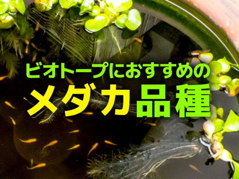 ビオトープにおすすめのメダカ品種の見出し画像