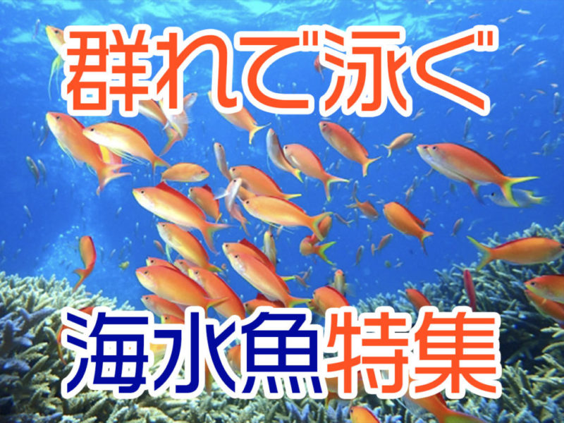 群れで泳ぐ海水魚特集の文字とサンゴ礁を泳ぐ赤い魚の群れ