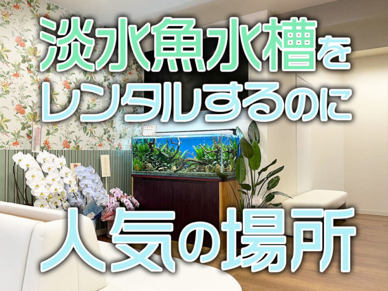 淡水魚水槽レンタルに人気の場所と書かれた見出し画像