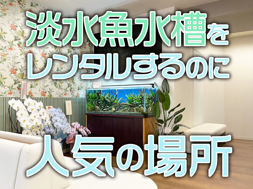 淡水魚水槽をレンタルする場所・人気5選!水槽を楽しむ空間づくりとはのサムネイル画像