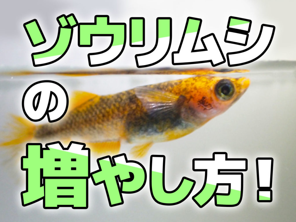 ゾウリムシの増やし方！水換え、保管、活用法から培養に便利なアイテムのサムネイル画像