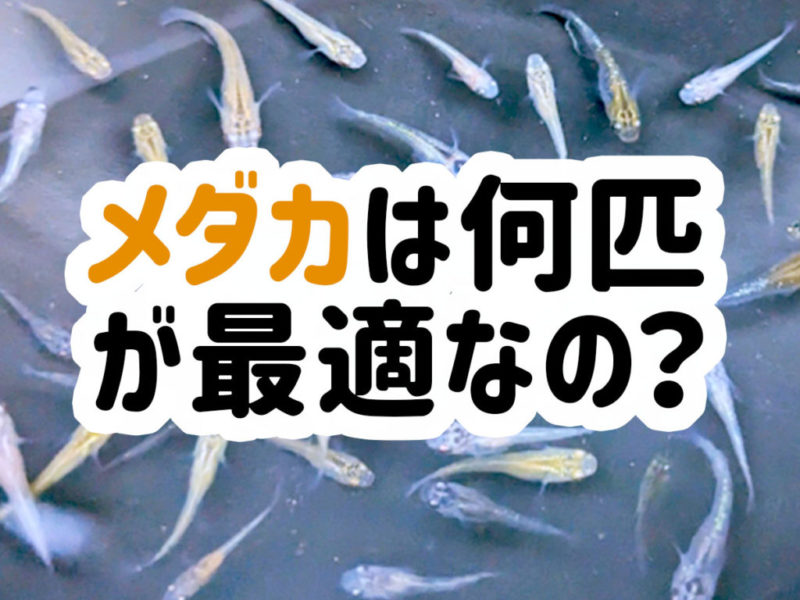 メダカは何匹が最適なの？と書かれた文字の見出し画像