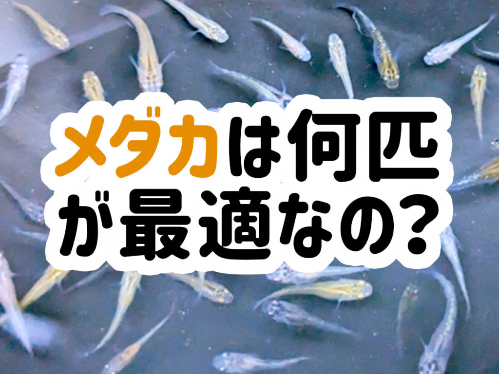 メダカは何匹が最適？飼育容器や繁殖に最適な匹数なども紹介します！のサムネイル画像