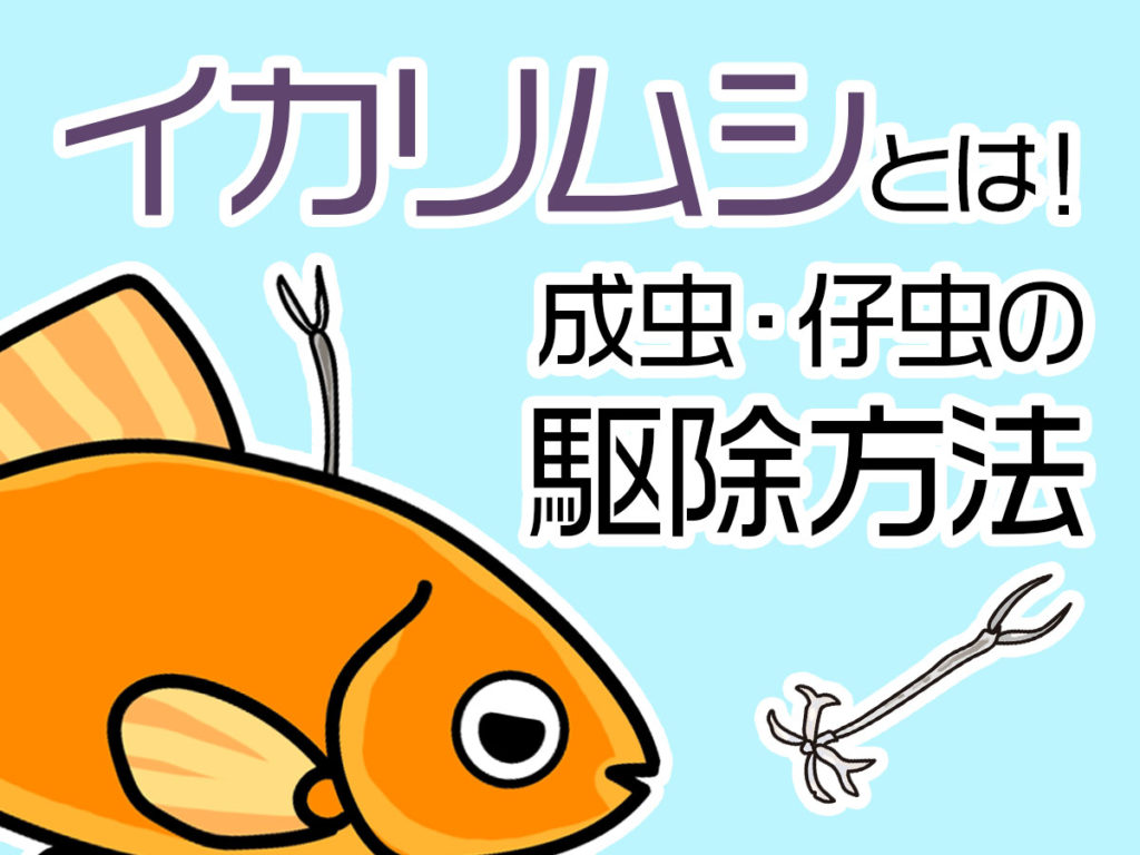 イカリムシとは!成虫・仔虫の駆除方法と薬浴、駆除後のケアまで解説のサムネイル画像
