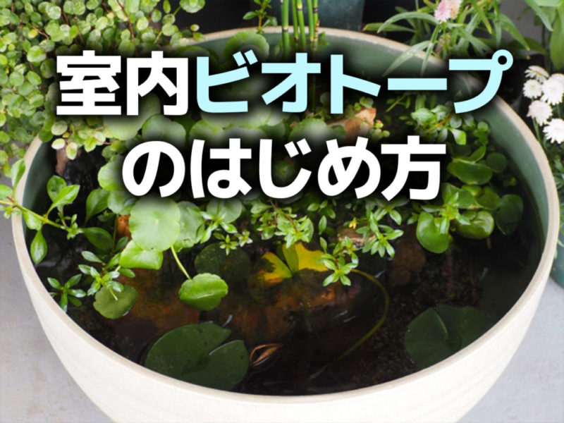 室内ビオトープのはじめ方の文字が入った水鉢の見出し画像