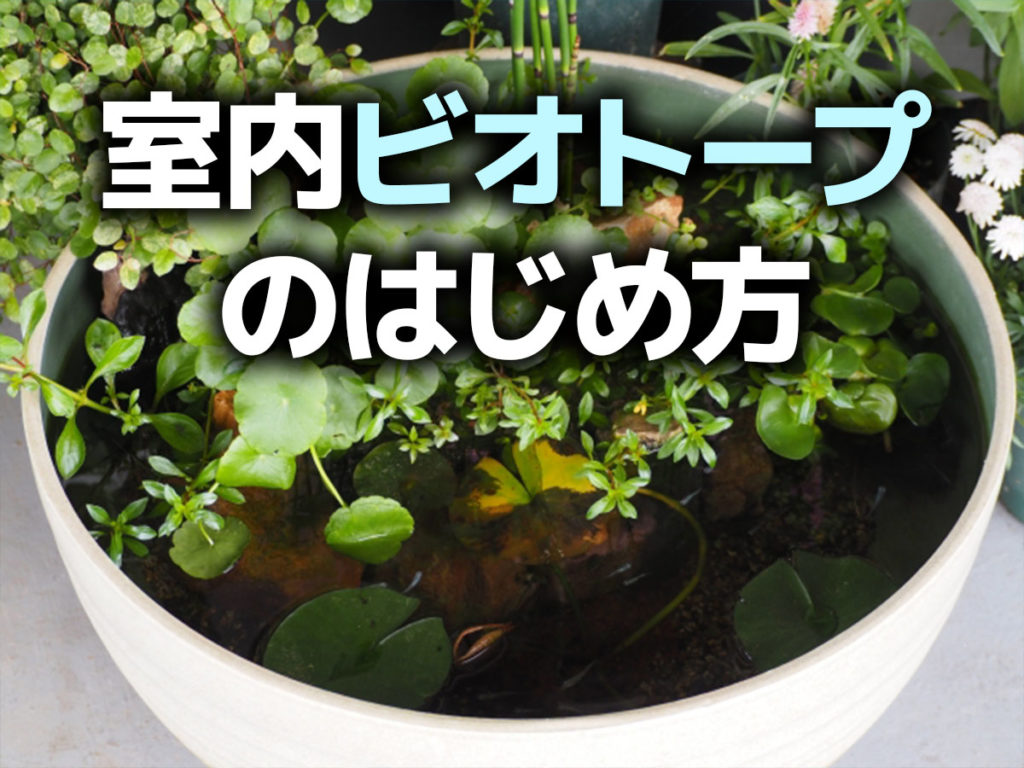 室内ビオトープのはじめ方!容器・生き物の導入から使えるアイテムのサムネイル画像