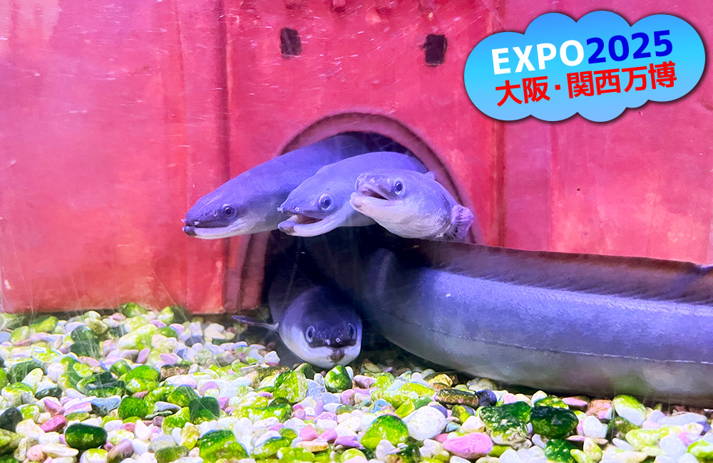 大阪・関西万博のロゴと土管から顔を出すウナギの仲間