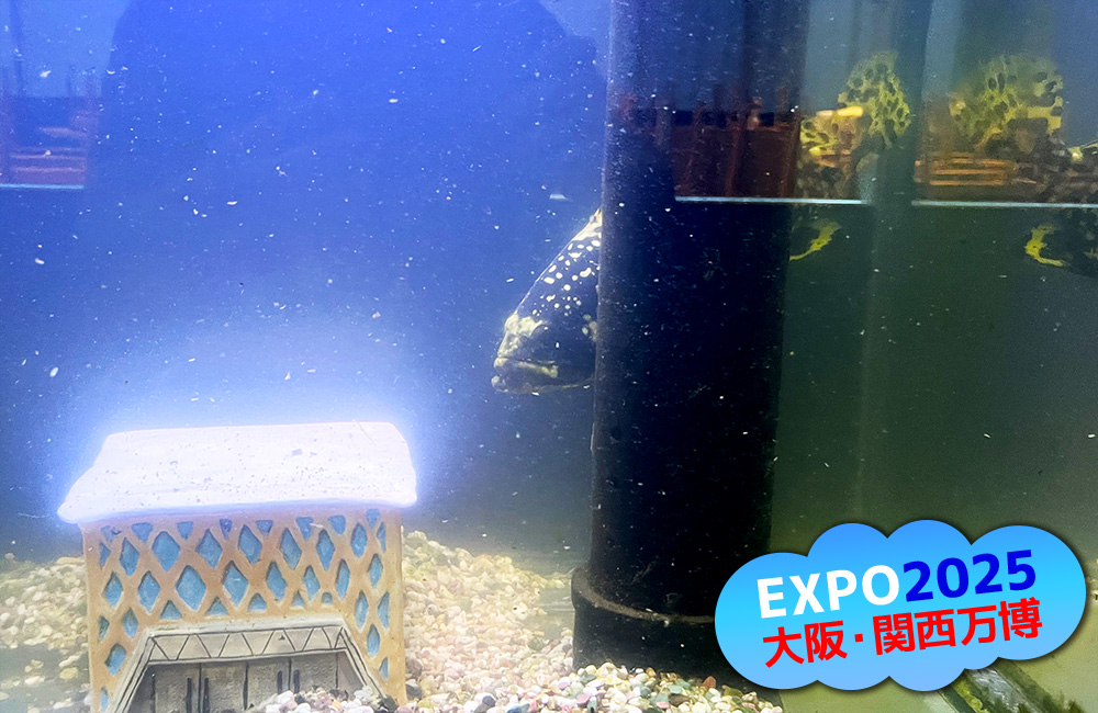 大阪・関西万博ロゴと水槽内の大型魚と隠れ家オブジェ
