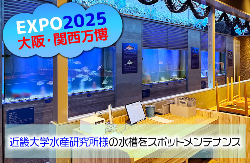 大阪・関西万博「近畿大学水産研究所」様の大型水槽をスポットメンテナンス 水槽画像1