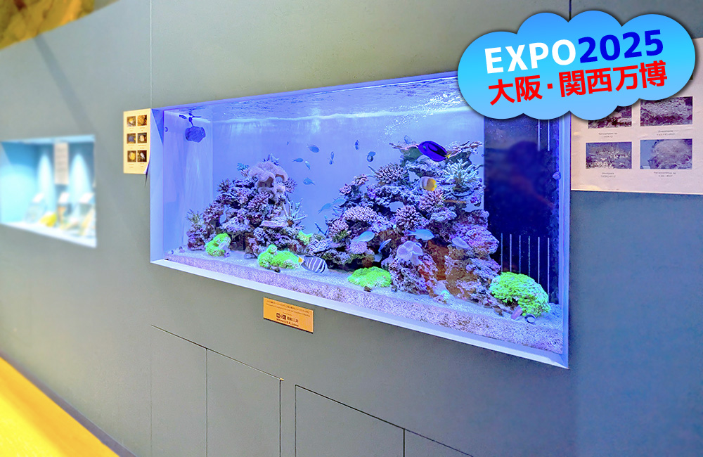 大阪・関西万博「モーリシャスパビリオン」様の1.6mサンゴ水槽・その後