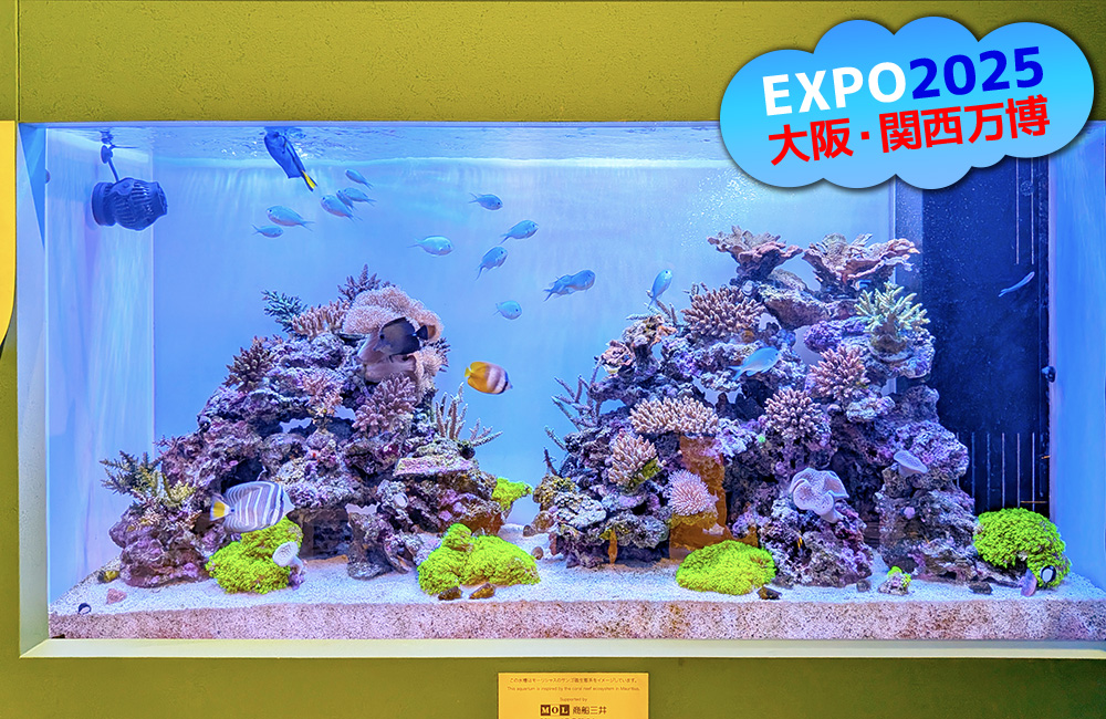 EXPO2025大阪・関西万博の文字と海水魚水槽の見出し画像