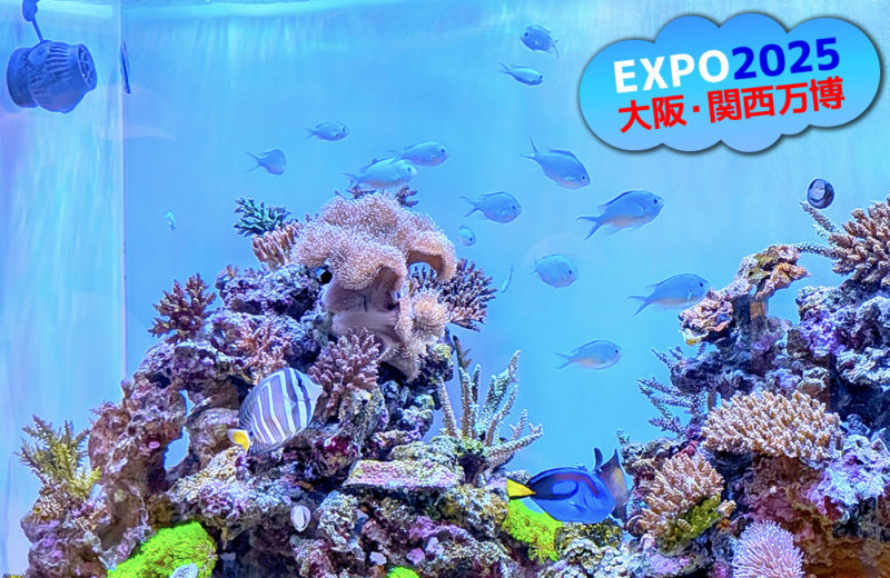 大阪・関西万博「モーリシャスパビリオン」様の1.6mサンゴ水槽・その後 水槽画像４
