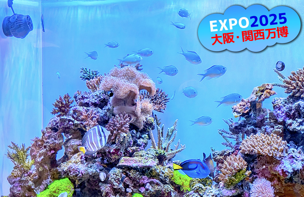 EXPO2025大阪・関西万博の文字と海水魚水槽画像