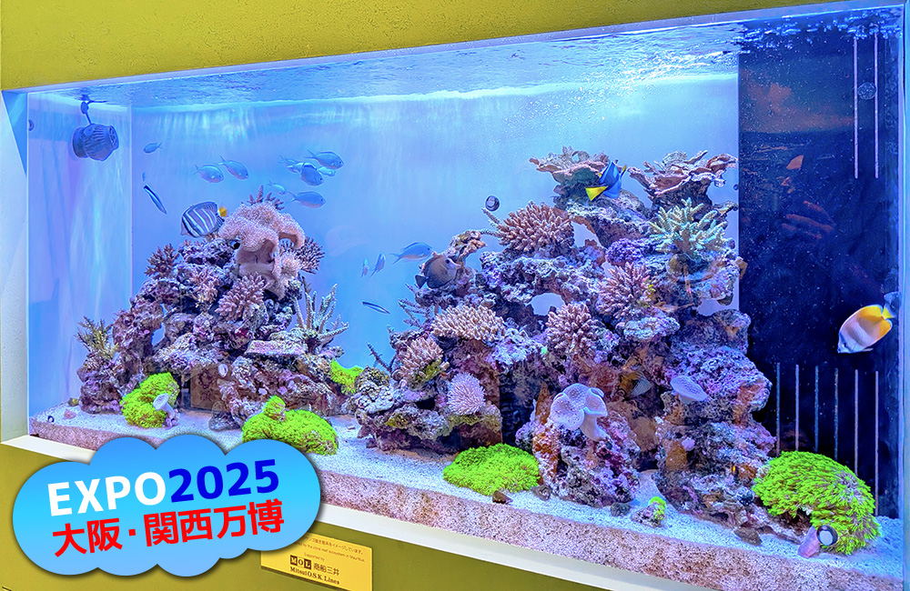 EXPO2025大阪・関西万博のロゴと海水魚水槽の見出し画像