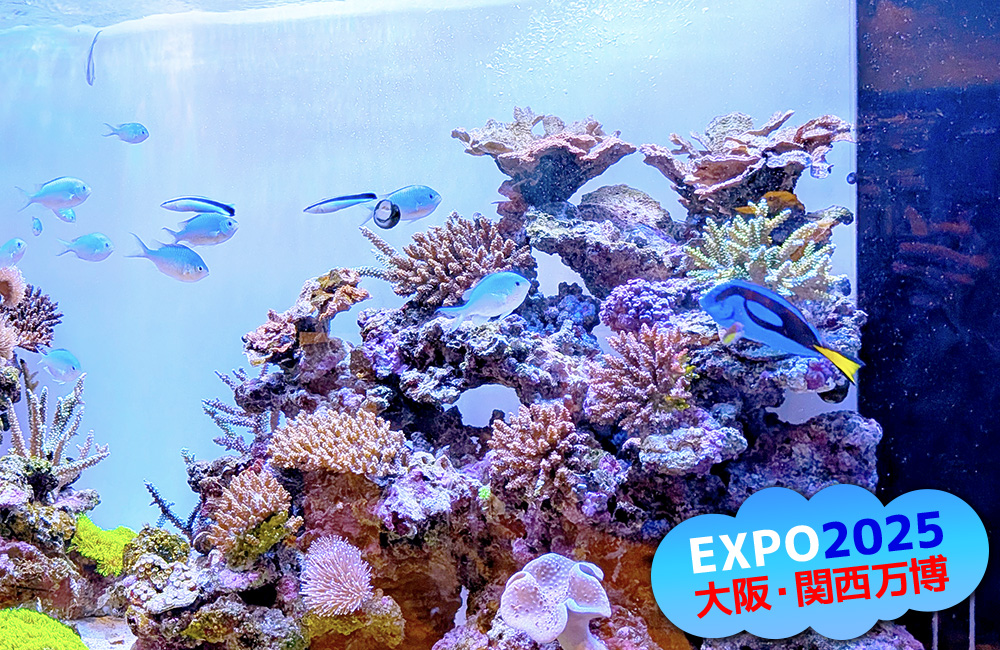 EXPO2025大阪・関西万博ロゴとサンゴ礁水槽の海水魚
