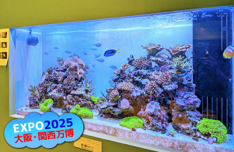 大阪・関西万博「モーリシャスパビリオン」様の1.6mサンゴ水槽・その後 水槽画像５
