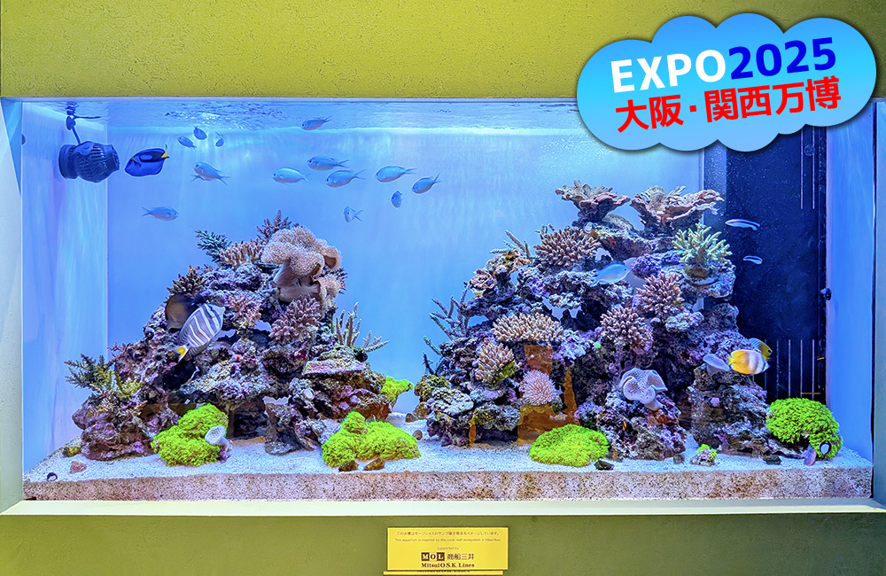 大阪・関西万博ロゴとサンゴ礁を再現した大型海水魚水槽