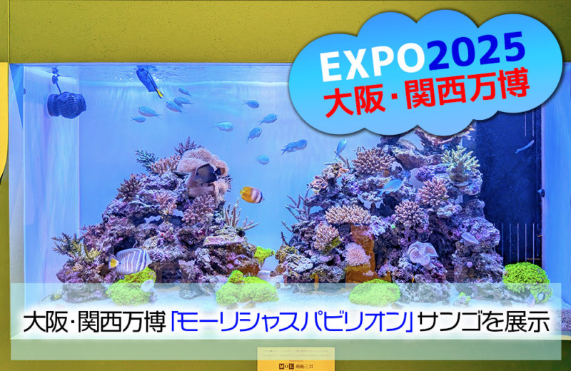 大阪・関西万博「モーリシャスパビリオン」様の1.6mサンゴ水槽・その後 水槽画像１