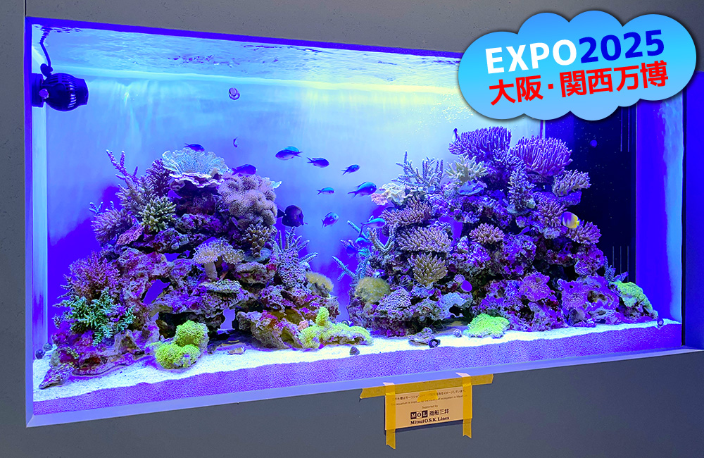 EXPO2025大阪・関西万博の文字と海水魚水槽の画像