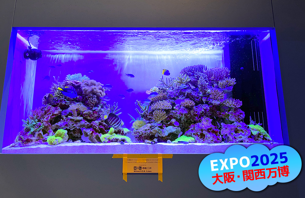 EXPO2025大阪・関西万博の文字がある海水魚水槽