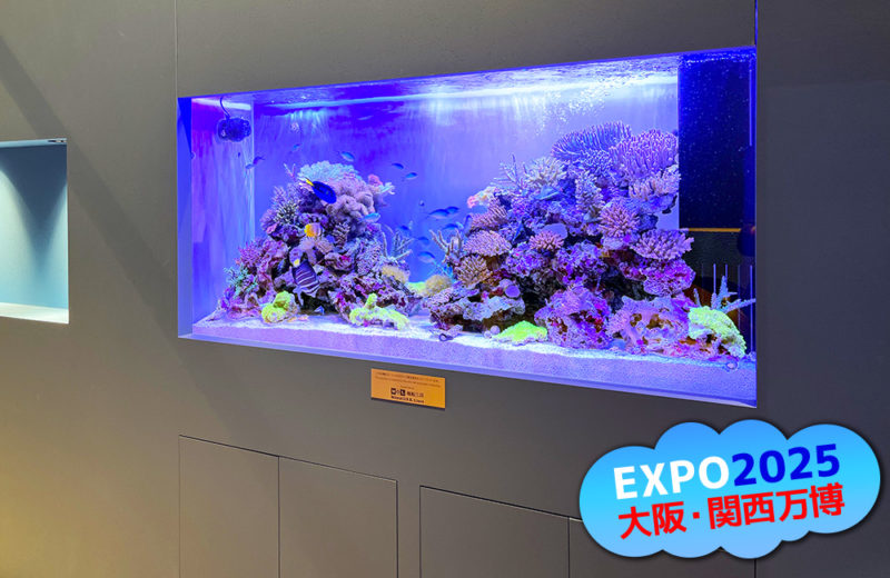 大阪・関西万博「モーリシャスパビリオン」様の大型サンゴ水槽・開催直前の様子 水槽画像5